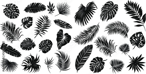 palm leaves set black and white vector illustration
