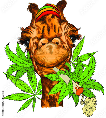 giraffe portrait funny Smoking a marijuana pipe on a background of hemp leaves vector illustration print