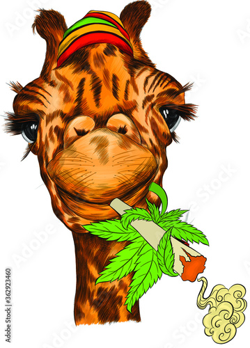 giraffe portrait funny Smoking a marijuana pipe on a background of hemp leaves vector illustration print