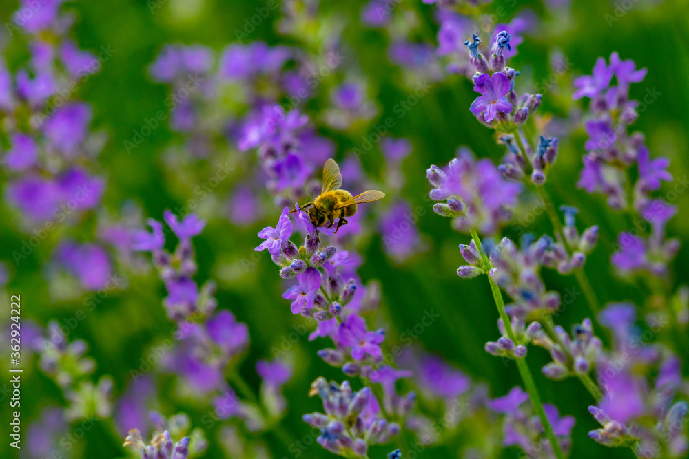 the bee collects pollen on the lavender flower the bee collects pollen on the lavender flower