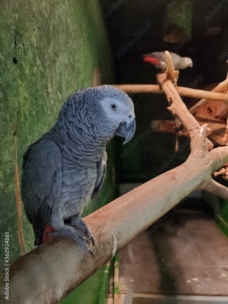 Fototapeta premium Large gray parrot on a branch