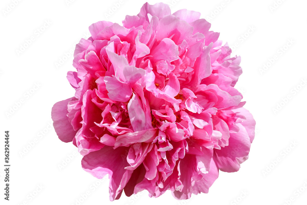 pink peony flower isolated on white pink peony flower isolated on white
