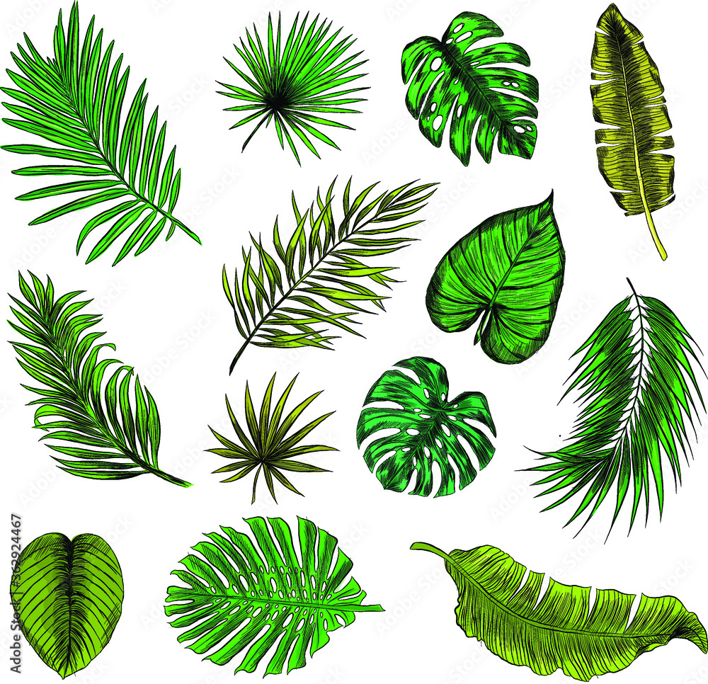 set of palm green leaves pattern vector illustration color