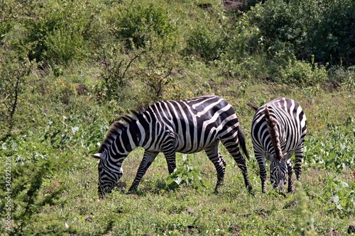 Plain Zebra   Equus quagga   in Nechisar National Park. South Ethiopia. Africa.