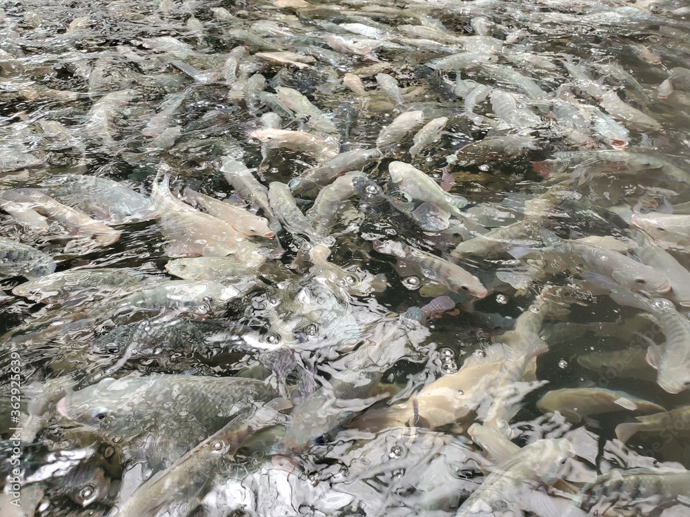 Tilapia fish swimming in a fish farm