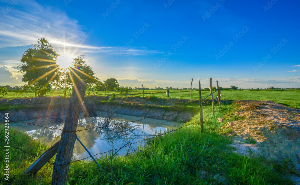 Fototapeta premium Green rice fields interspersed with grass flowers. The background is the sun and blue sky.