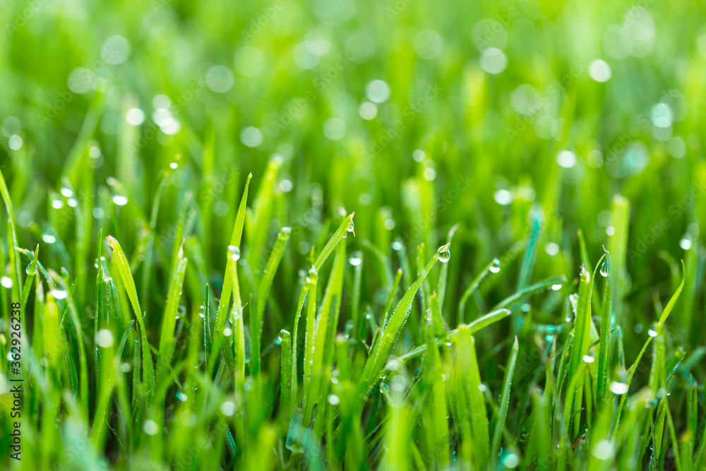 Beauty backgrounds with foliage, green grass, dew drops and bokeh Beauty backgrounds with foliage, green grass, dew drops and bokeh