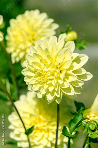 yellow dahlia flowers in garden