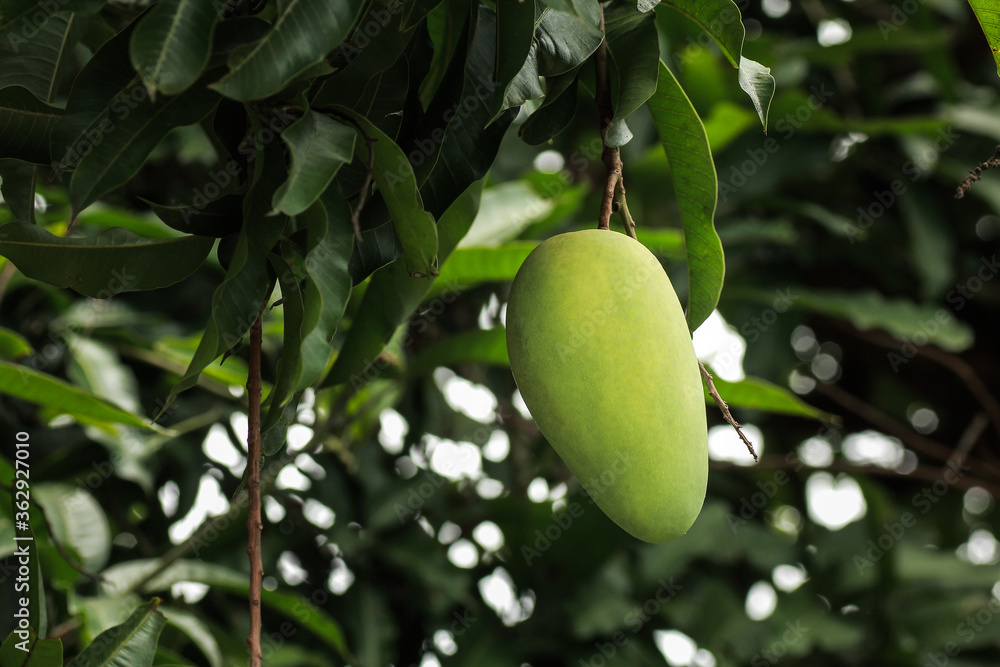 Green mango fruit hanging on tree Green mango fruit hanging on tree