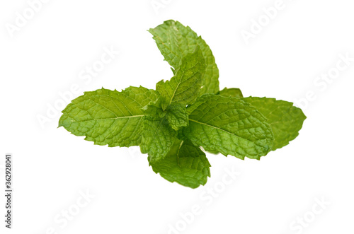 Pepper mint leaves