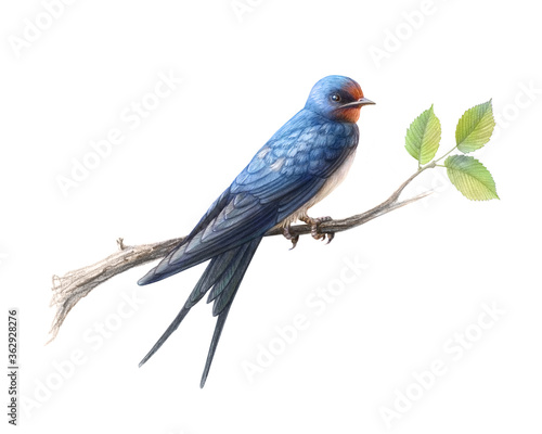 Hand drawn barn swallow perching on an elm branch pencil illustration isolated on white with clipping path