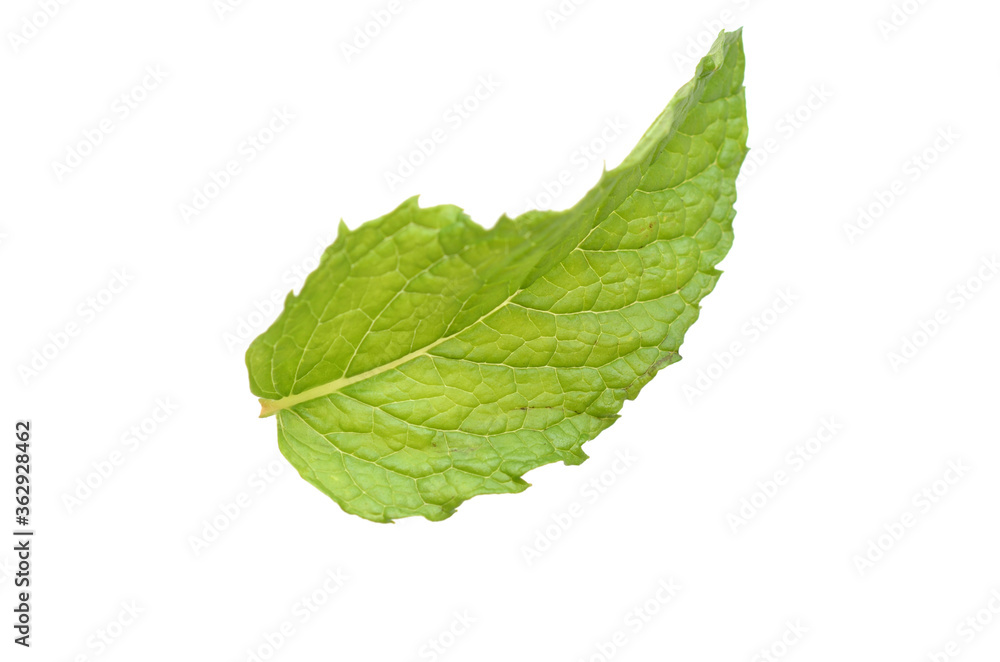 Obraz premium one mint leaf