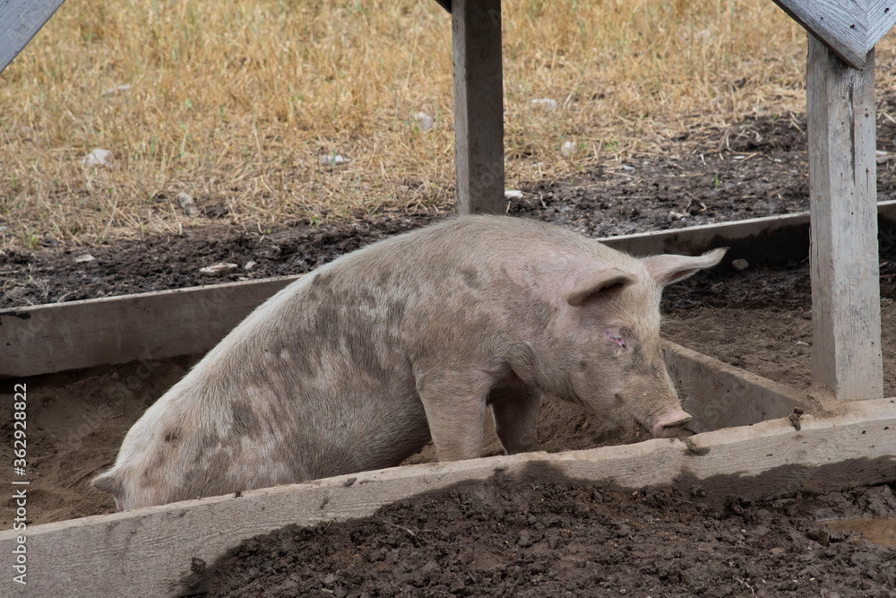 Fototapeta premium Porc salle