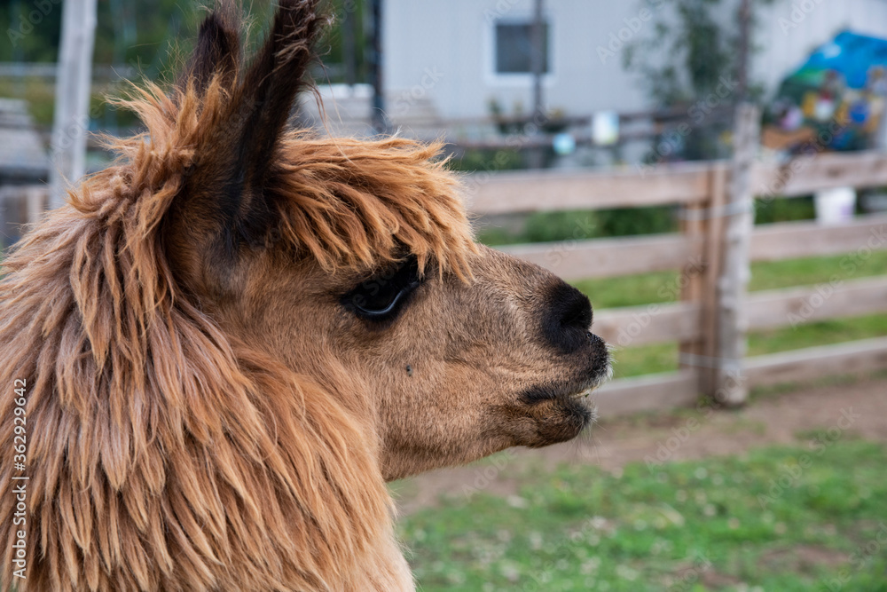 Obraz premium alpaga