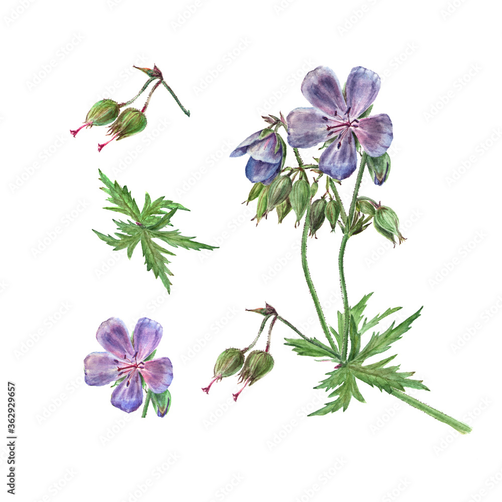Fototapeta premium Botanical watercolor illustration of flower forest geranium, violet flower isolated on white background. Could be used as decoration for web design, cosmetics design, package, textile