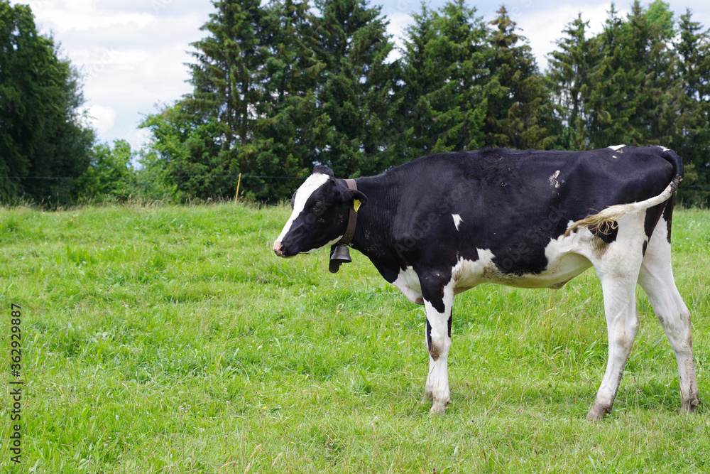 Vaches laitières noires et blanches avec une cloche, Suisse