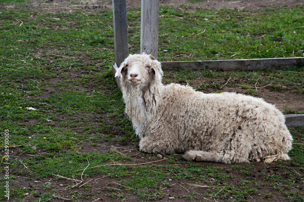 Naklejka premium Mouton blanc