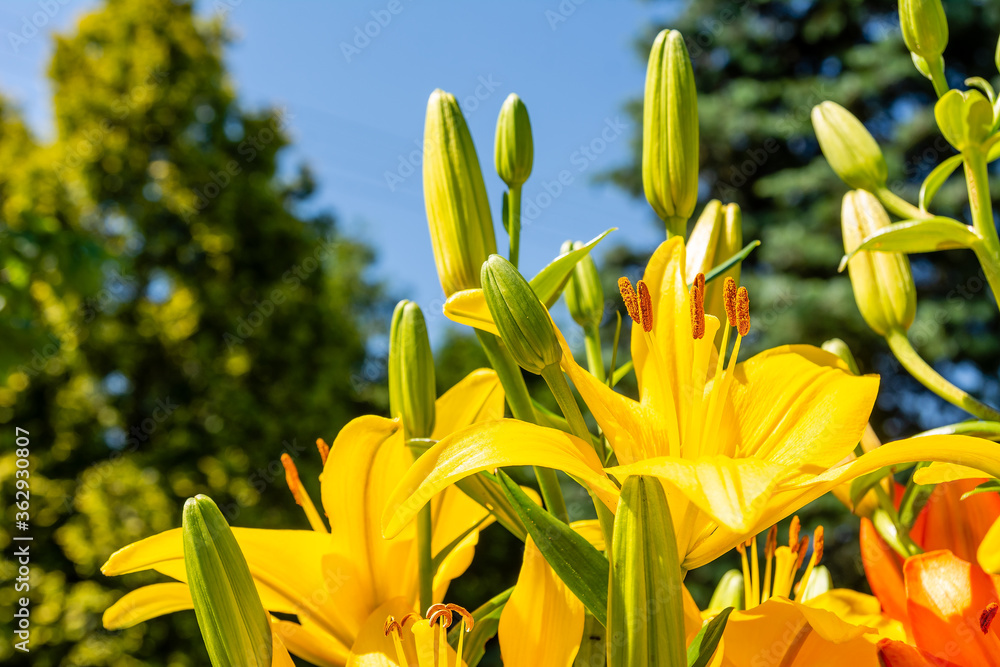Beautiful yellow lillies in the garden
