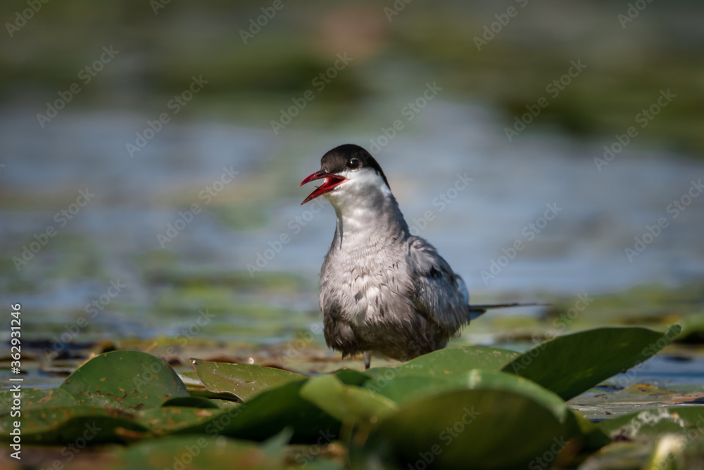 Obraz premium The white-bearded tern bird flies above the nest and feeds its young, the Latin name Chlidonias hybridus