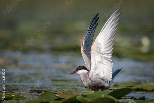 Canvas Print The white-bearded tern bird flies above the nest and feeds its young, the Latin