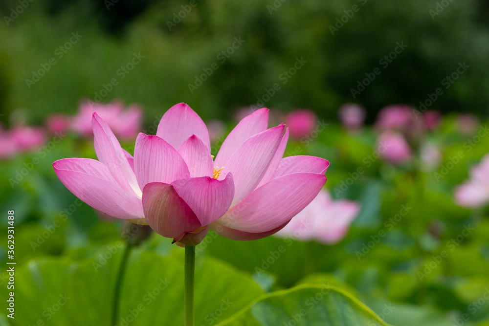 蓮の花　埼玉県行田市　日本