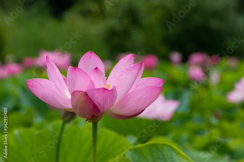 蓮の花 埼玉県行田市 日本