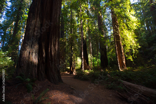 The big trees in Redwood national Park  California.