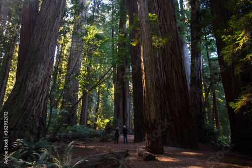 The big trees in Redwood national Park, California.