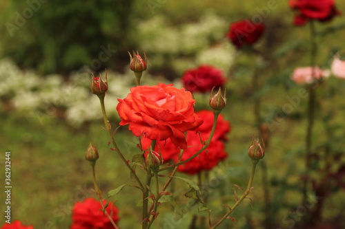 rose in the Park