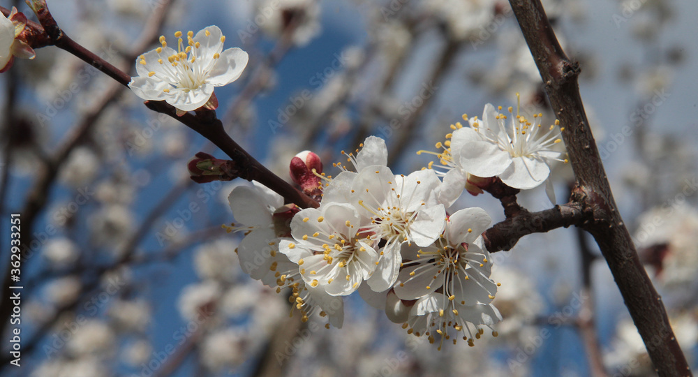 Selective focus of beautiful cherry tree blossom and blue sky Selective focus of beautiful cherry tree blossom and blue sky