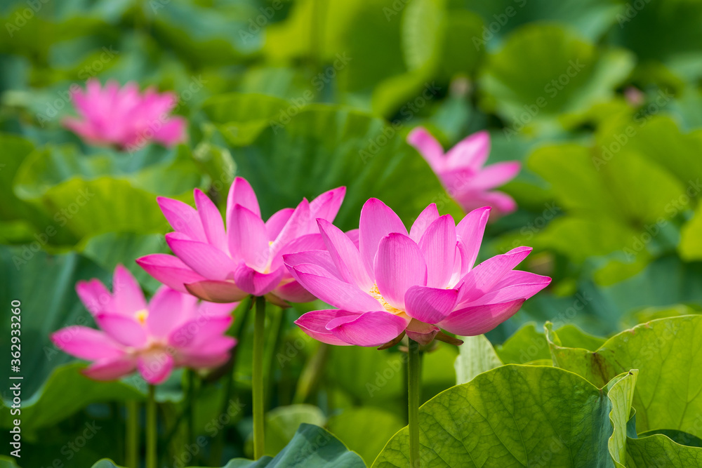 蓮の花　埼玉県行田市　日本