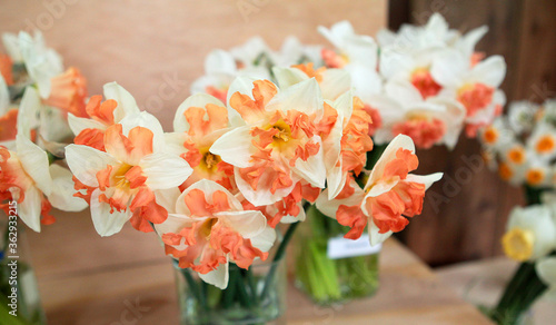 Nice white daffodil in bright blurry background in early spring, maltese daffodil, narcis, blossom daffodils on a natural background