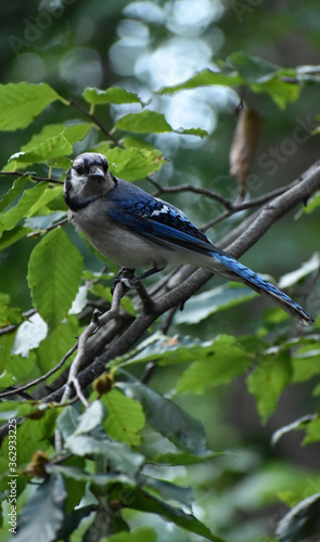 blue jay perched on a branch of a Beech tree, head turned to his left