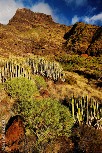 Alpine landscape in Gran Canaria  Canary Islands  Spain