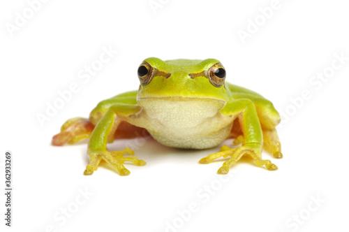 Green tree frog isolated on white