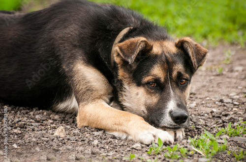 portrait of a dog