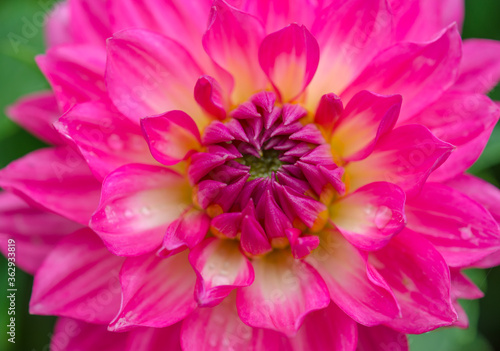 Close up of pink dahlia with water drop on the petal in the graden