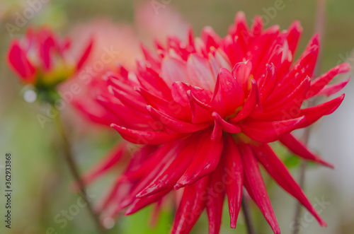 Close up of red dahlia with water drop on the petal in the graden.