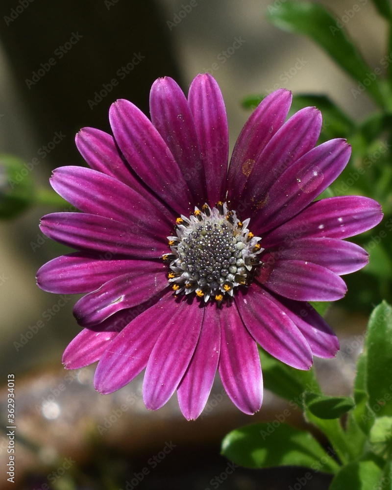 Obraz premium close up of a deep pink Gerbera daisy