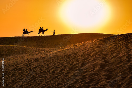 Beautiful sunset with camels silhouettes in dunes at desert , Jaisalmer, India © artqu