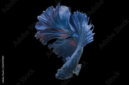 Rhythmic of Betta fish, siamese fighting fish betta splendens (Halfmoon Royal Blue betta ),isolated on black background.