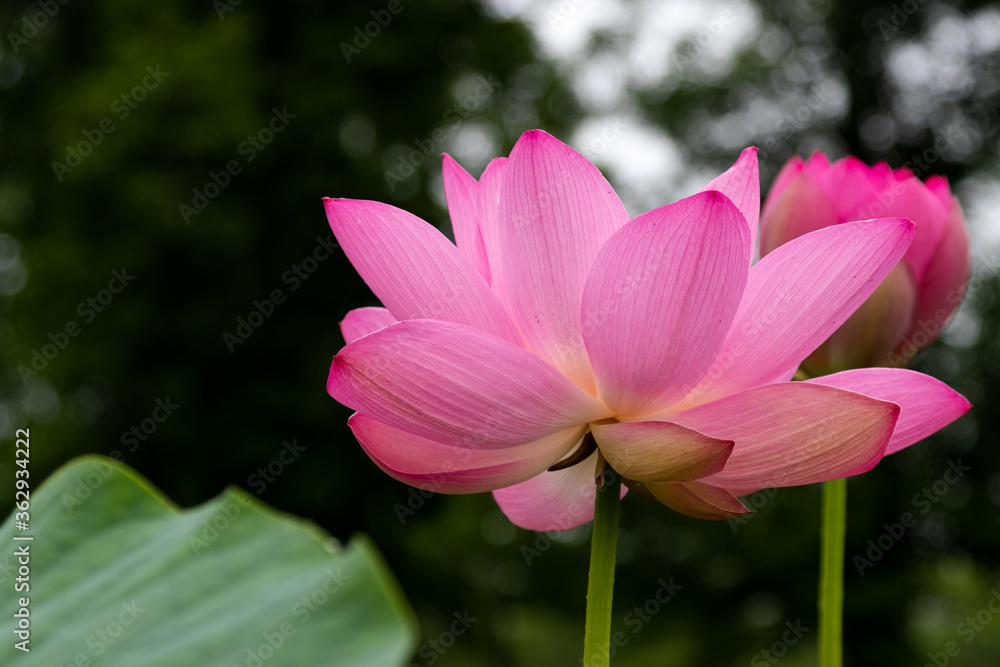 Fototapeta premium 蓮の花 埼玉県行田市 日本