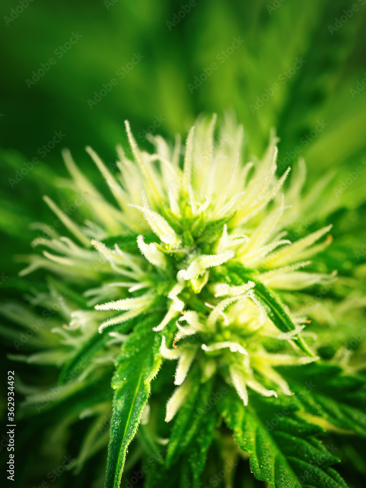 Ripe cannabis plant - hemp. Blooming female marijuana flower and leafs growing in homemade garden. Shallow depth of field and blurred background. Illuminated by sunlight. Extreme close-up Ripe cannabis plant - hemp. Blooming female marijuana flower and leafs growing in homemade garden. Shallow depth of field and blurred background. Illuminated by sunlight. Extreme close-up