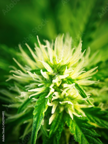 Ripe cannabis plant - hemp. Blooming female marijuana flower and leafs growing in homemade garden. Shallow depth of field and blurred background. Illuminated by sunlight. Extreme close-up