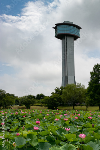 蓮の花　埼玉県行田市　日本