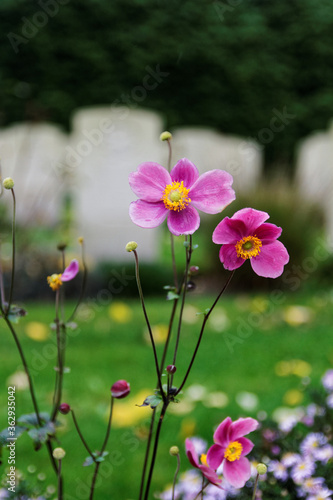 Close up flower with unsharp grafestones in background on a rainy day. War cemetery at Holten Canadian Cemetery