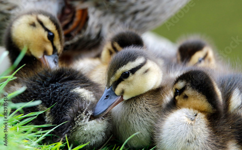 Newly hatched mallard ducklings on the side of the lake © Stephen