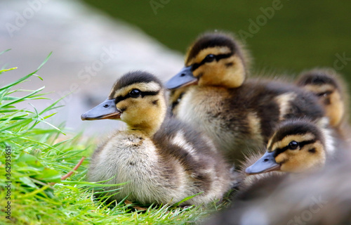 Newly hatched mallard ducklings on the side of the lake © Stephen