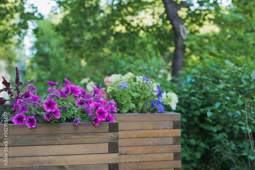 petunia, amaranth, ageratum and lobelia flowers in wooden container flower pot outside in street cafe, outdoors planting landscaping, horizontal stock photo image background