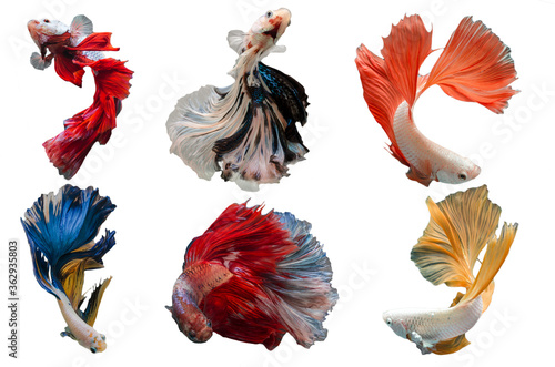 Mixed Rhythmic of Betta fish, siamese fighting fish betta splendens (Halfmoon betta ),isolated on white background. photo